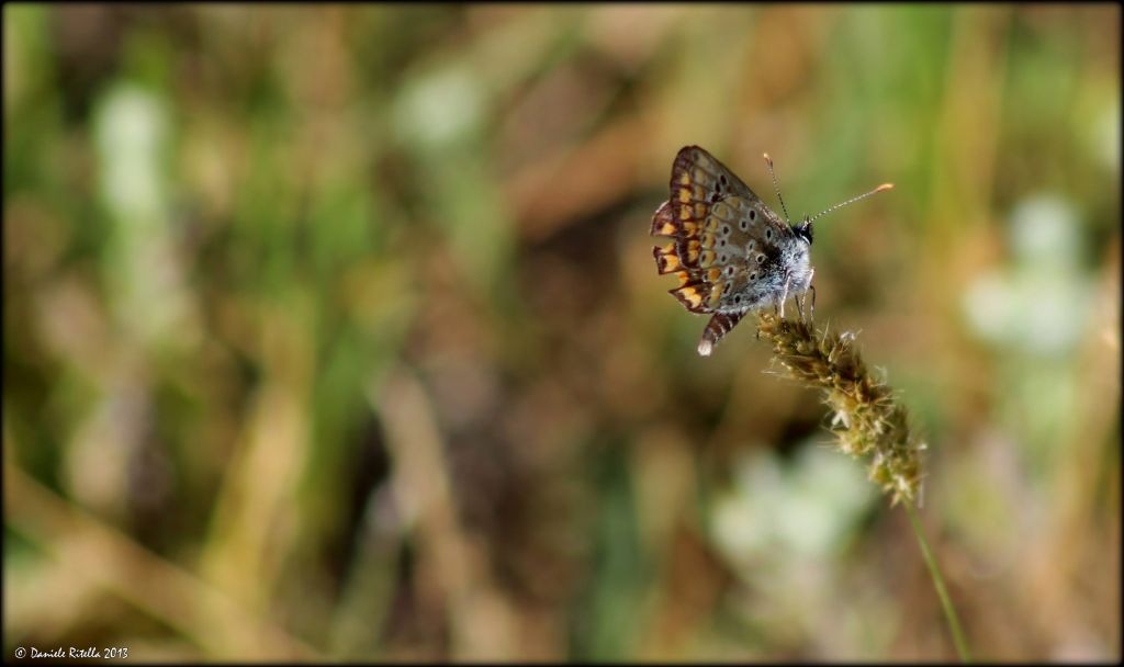 Aricia agestis